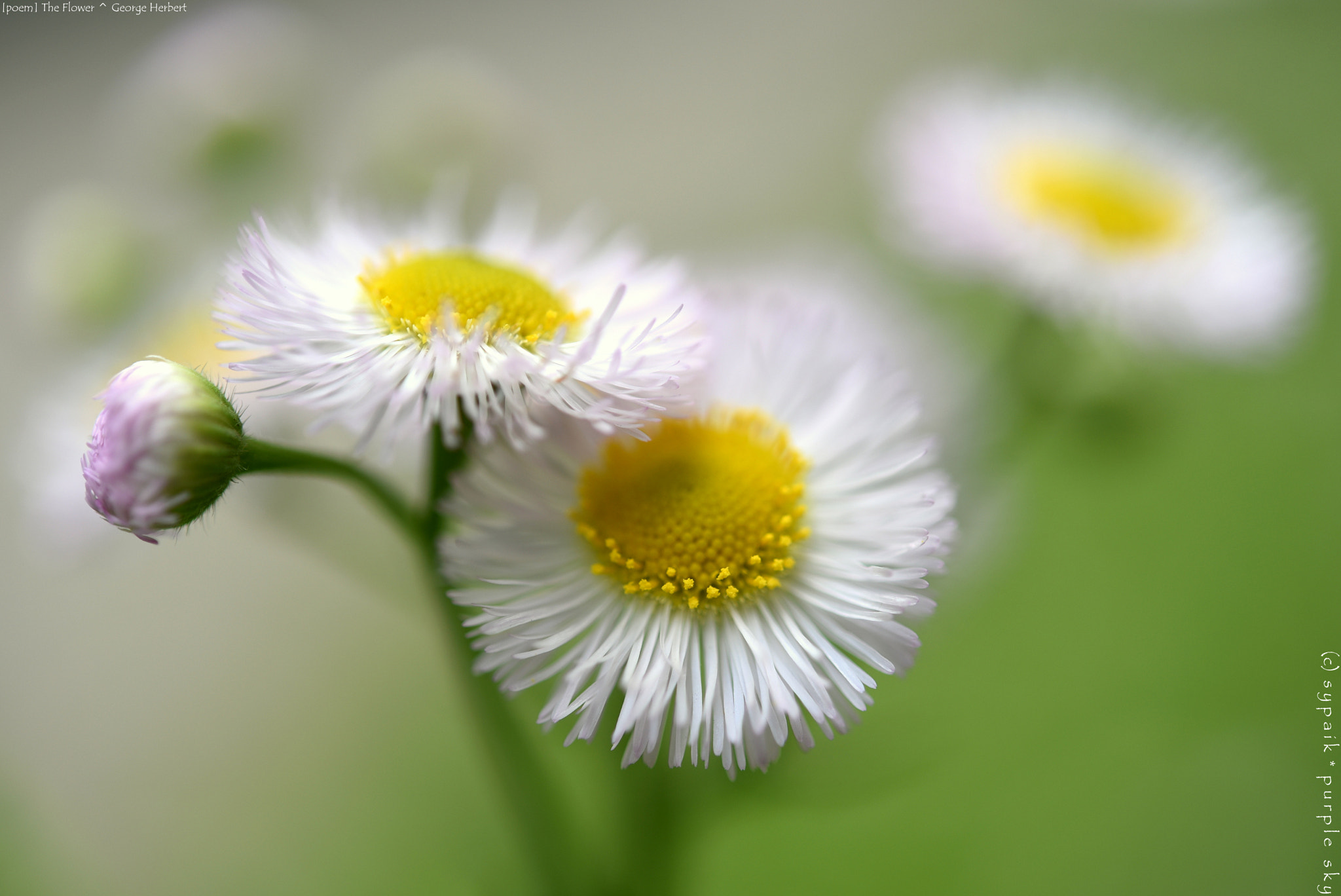 Nikon D750 + Nikon AF-S Micro-Nikkor 60mm F2.8G ED sample photo. The flower ** photography