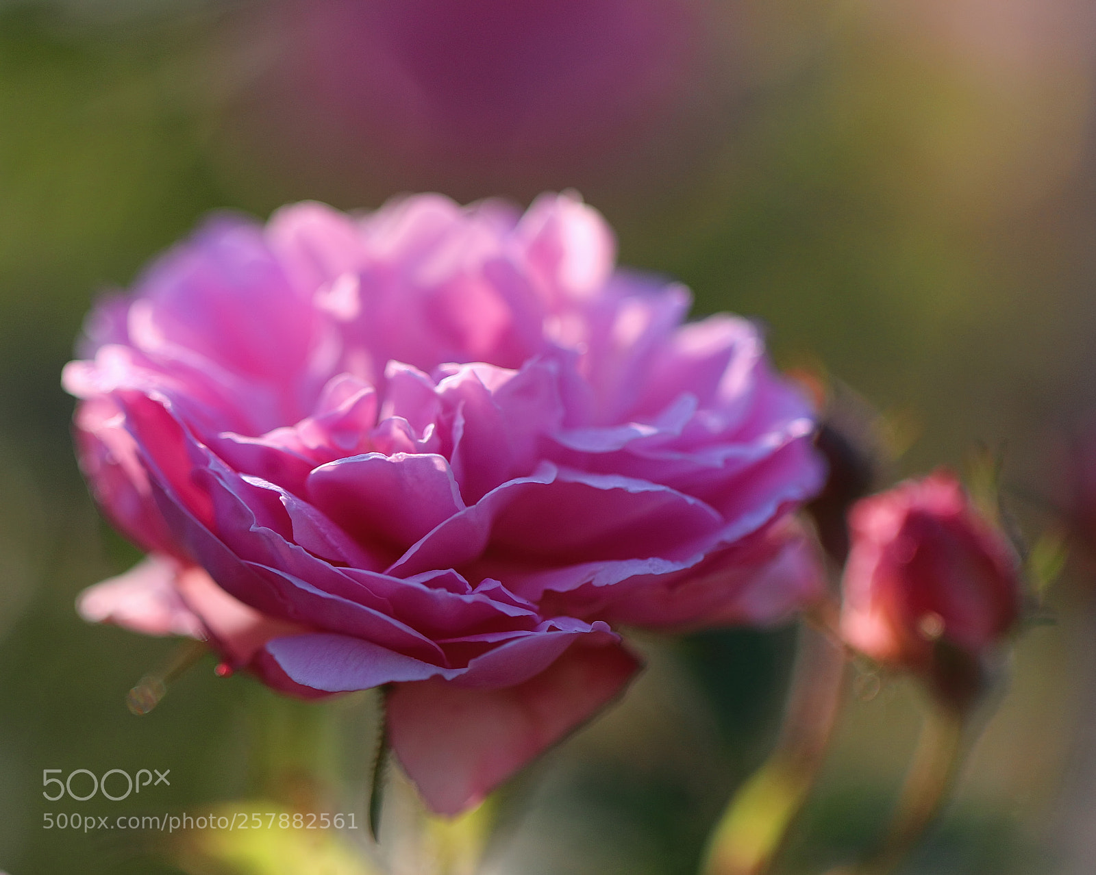 Canon EOS 70D sample photo. Sunshine photography