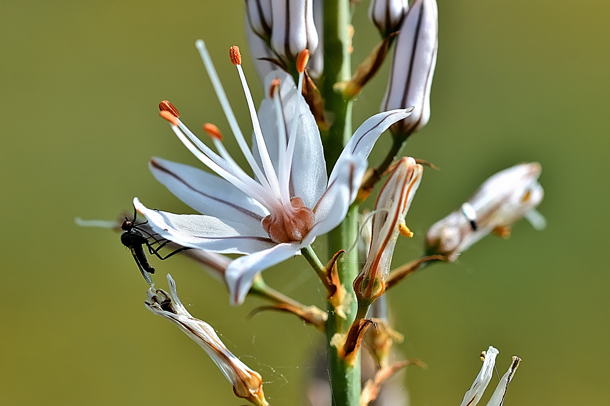 Sigma 105mm F2.8 EX DG OS HSM sample photo. Ds photography