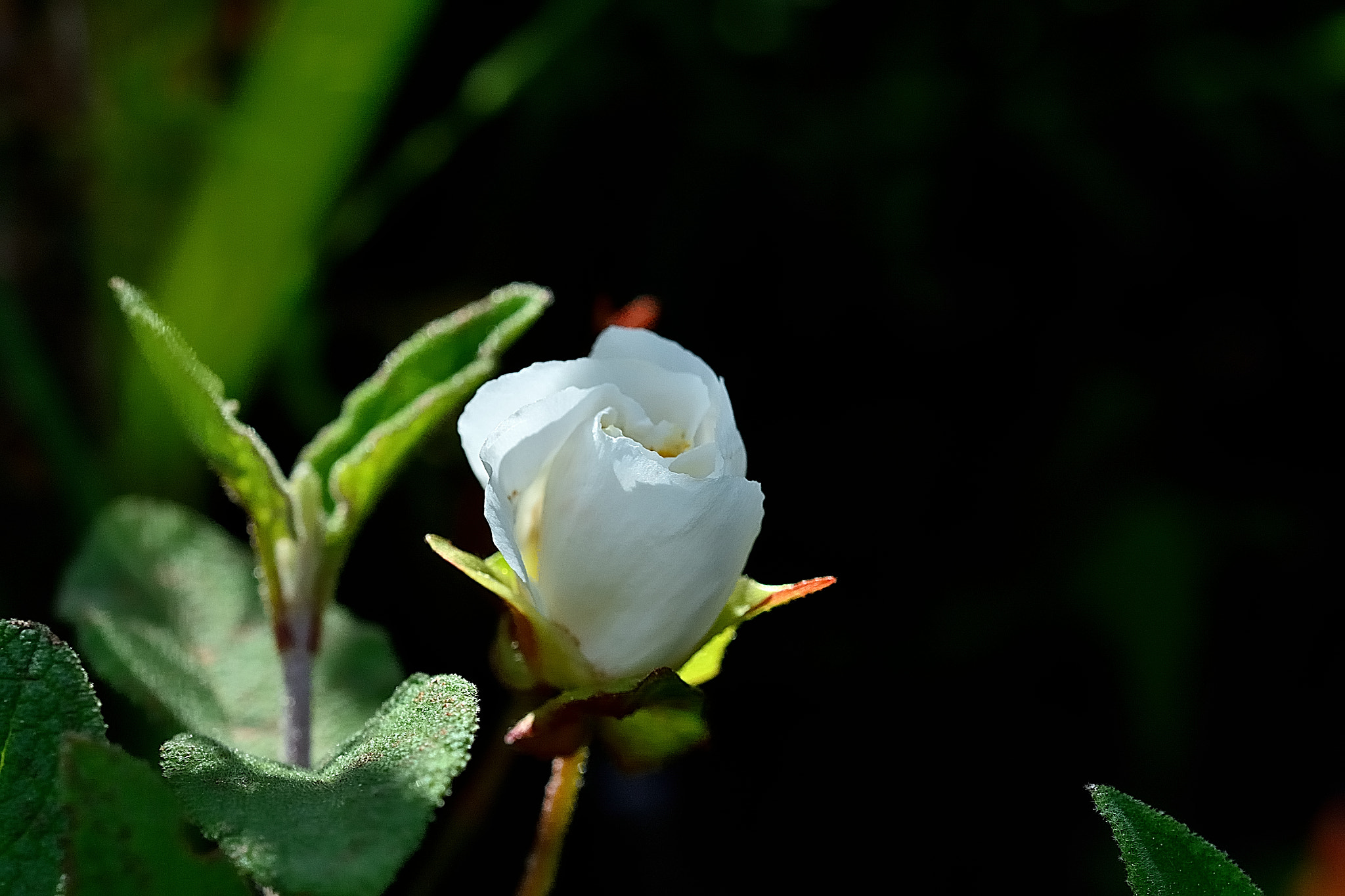Sigma 105mm F2.8 EX DG OS HSM sample photo. Ds photography