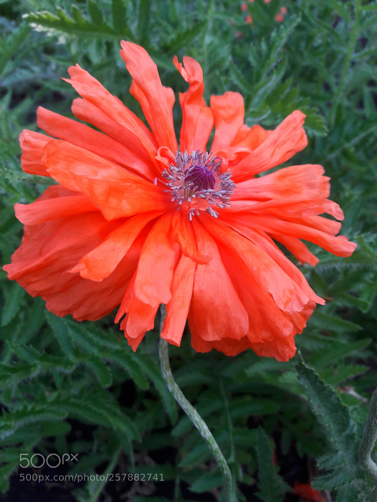 Samsung Galaxy J7 sample photo. Red poppy photography