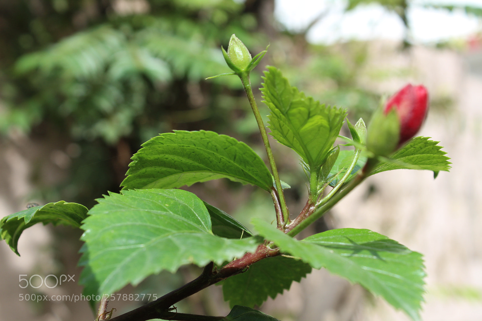Canon EOS 1300D (EOS Rebel T6 / EOS Kiss X80) sample photo. Nature photography