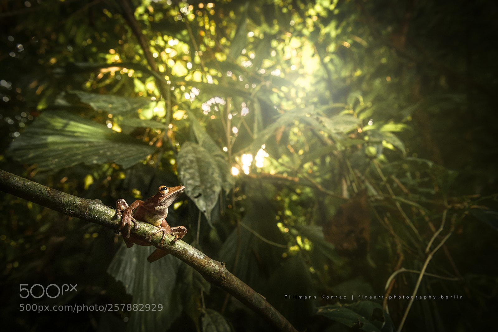 Nikon D810 sample photo. Tree frog photography