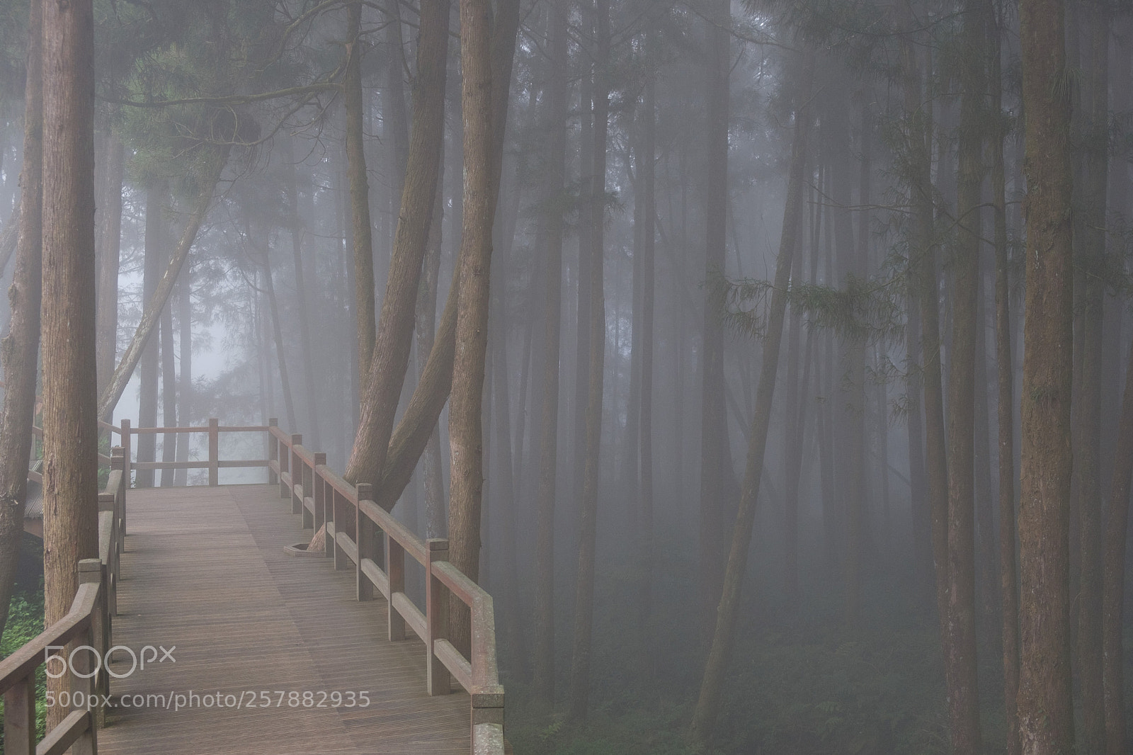 Fujifilm X-T2 sample photo. Misty forest photography
