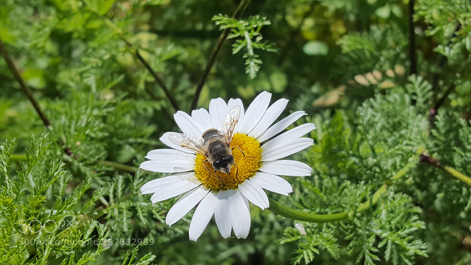 Samsung GALAXY S6 edge sample photo. Untitled photography
