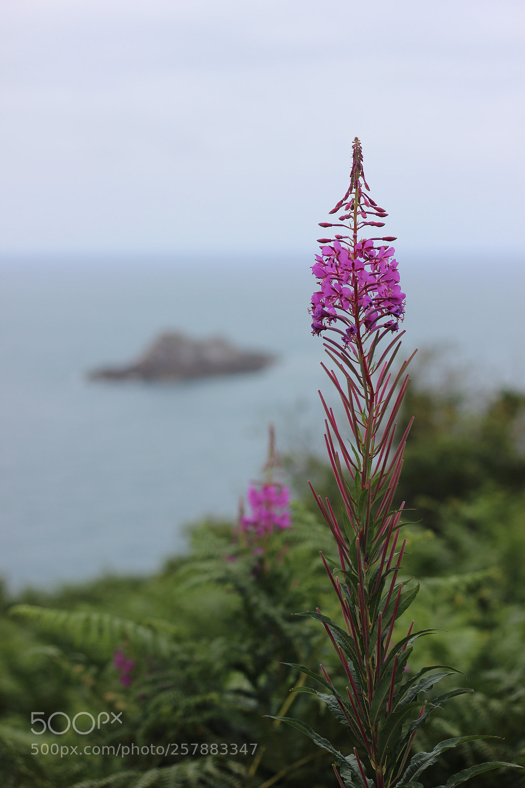 Canon EOS 600D (Rebel EOS T3i / EOS Kiss X5) sample photo. Plouha, brittany - flower photography