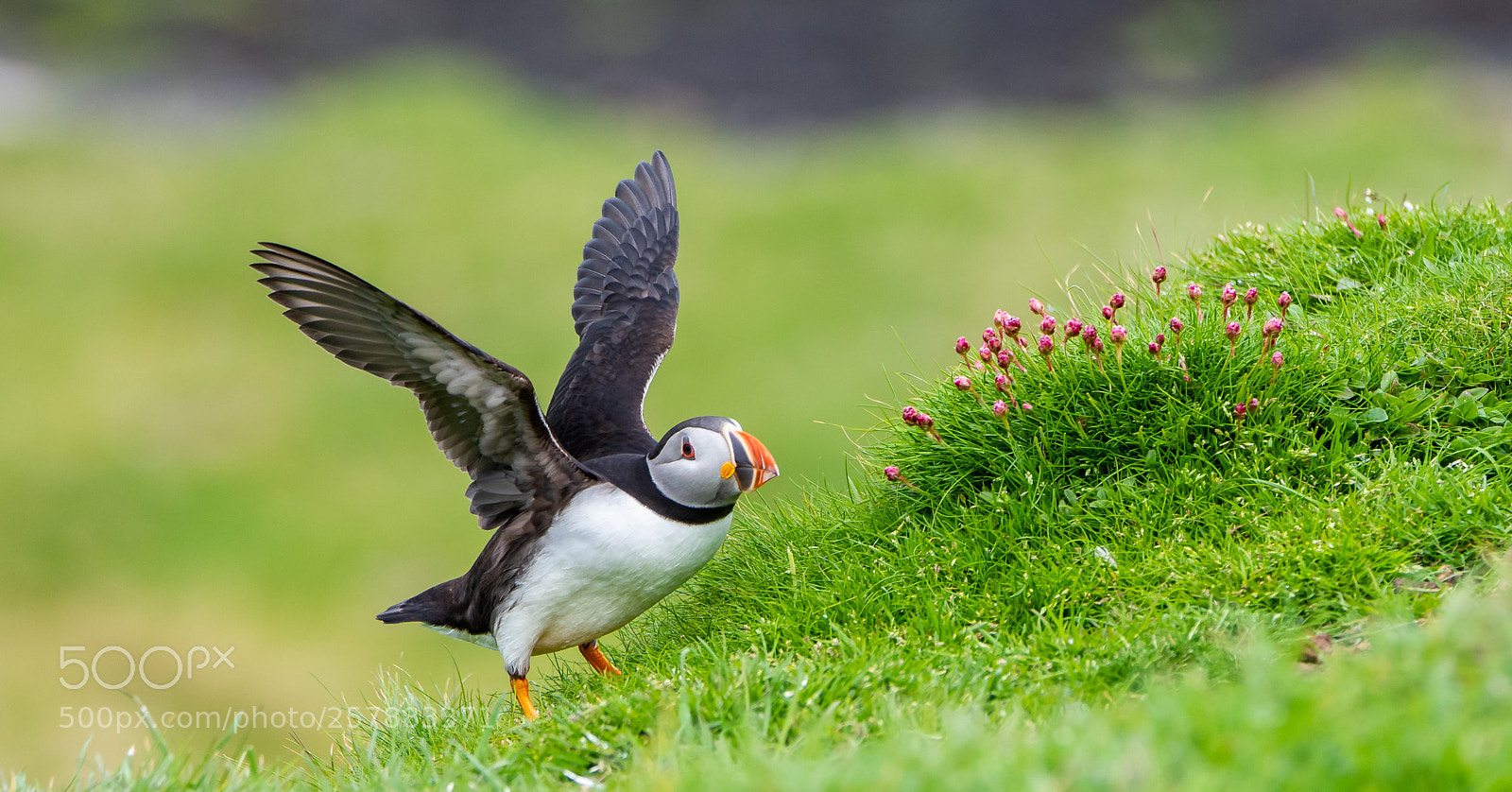 Nikon D750 sample photo. Puffin land. photography