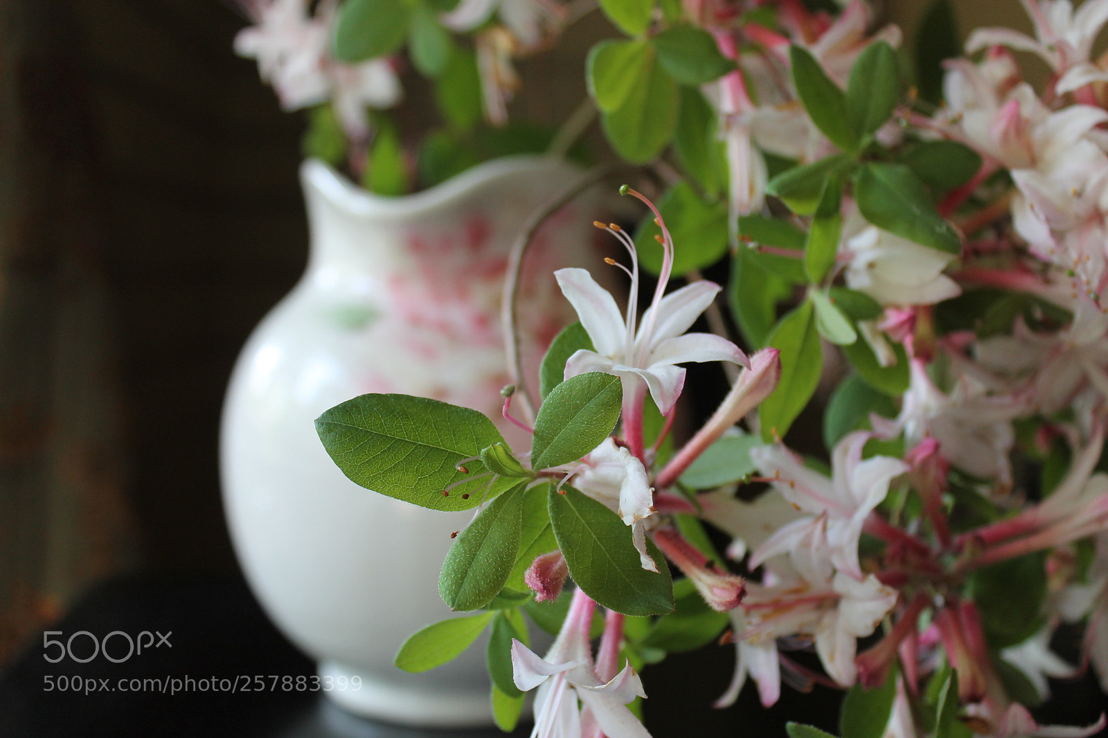 Canon EOS 1100D (EOS Rebel T3 / EOS Kiss X50) sample photo. Spring in bloom photography