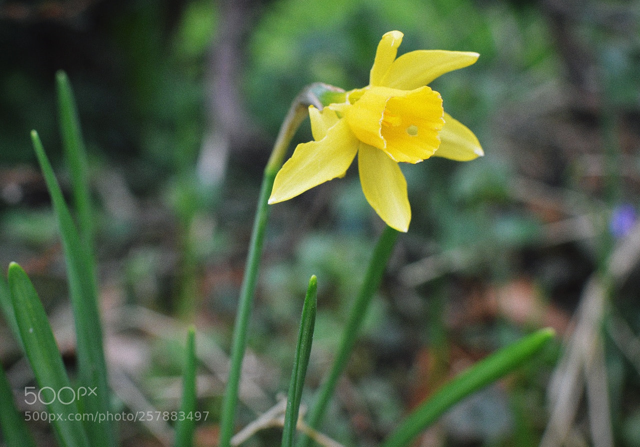 Nikon D3200 + Nikon AF-S DX Nikkor 35mm F1.8G sample photo. *** photography