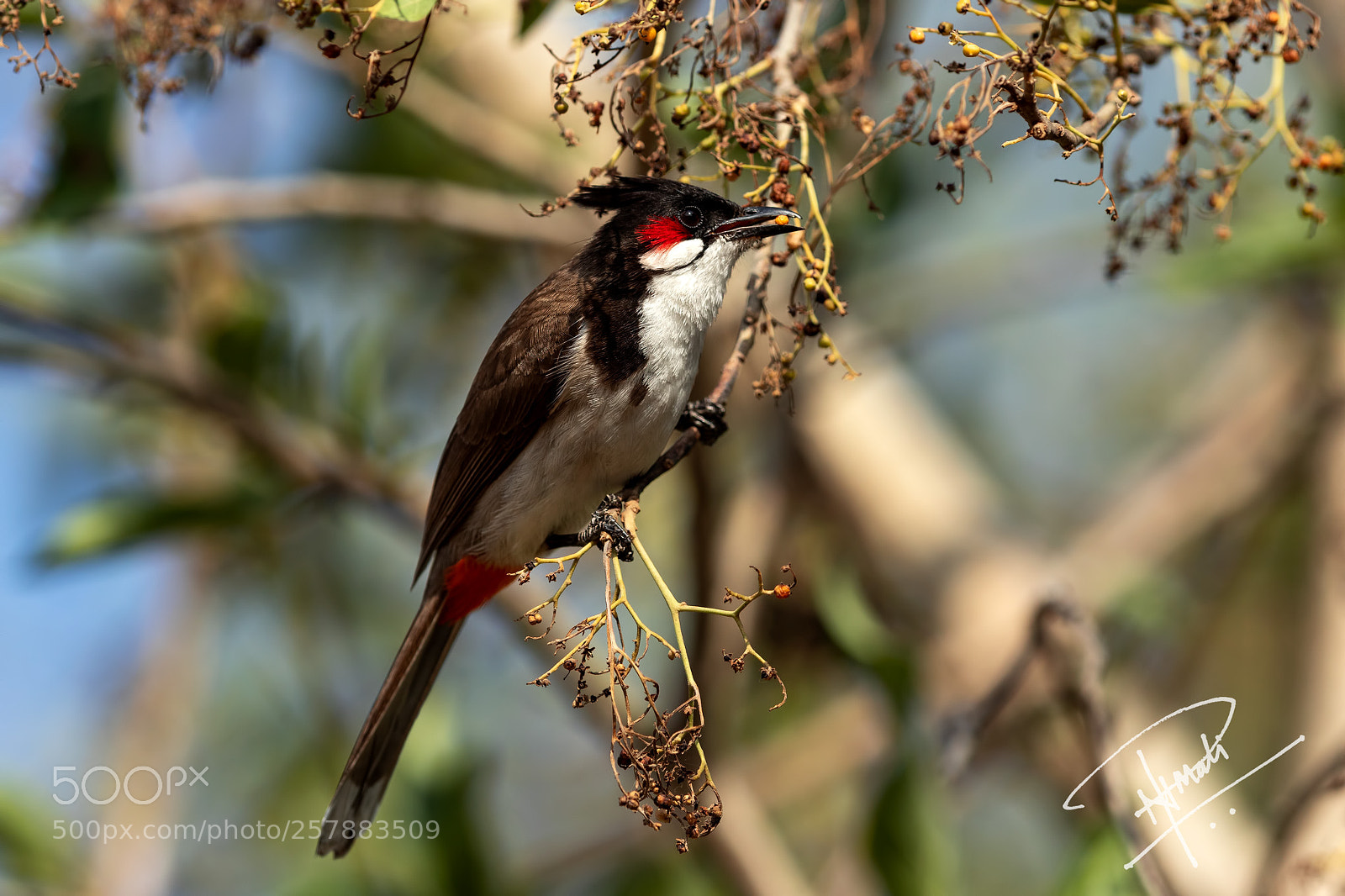 Canon EOS 5D Mark IV sample photo. Red-whiskered bulbul photography
