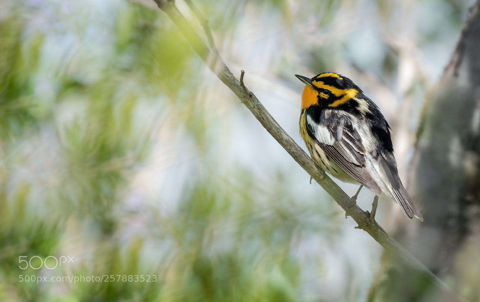 Sony a6300 sample photo. Blackburnian warbler photography
