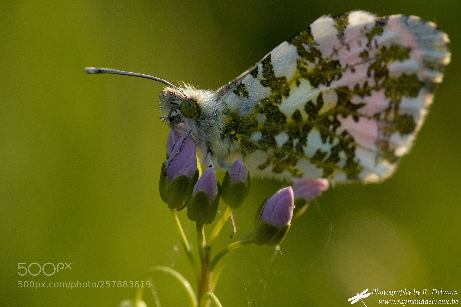 Canon EOS 7D Mark II sample photo. Aurore au lever du photography
