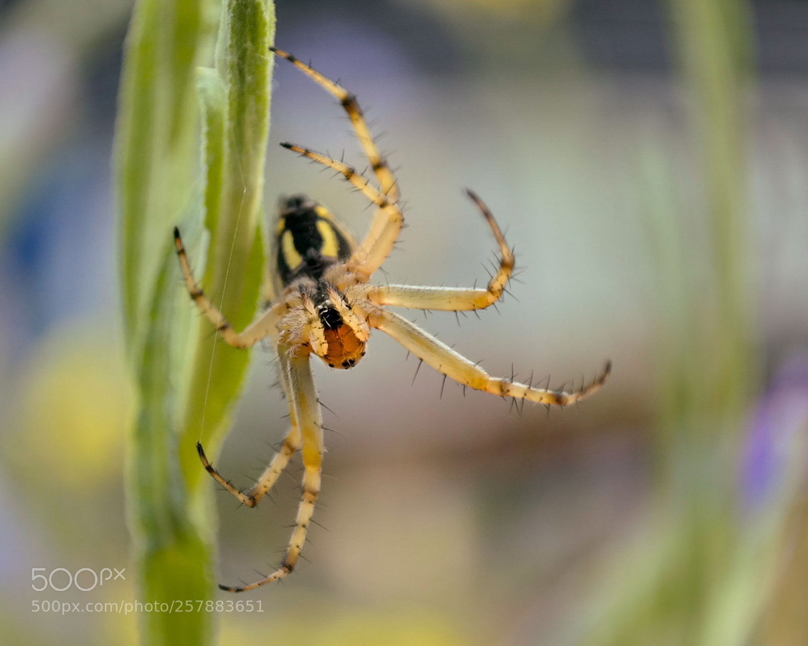 Samsung NX300 sample photo. Untitled photography