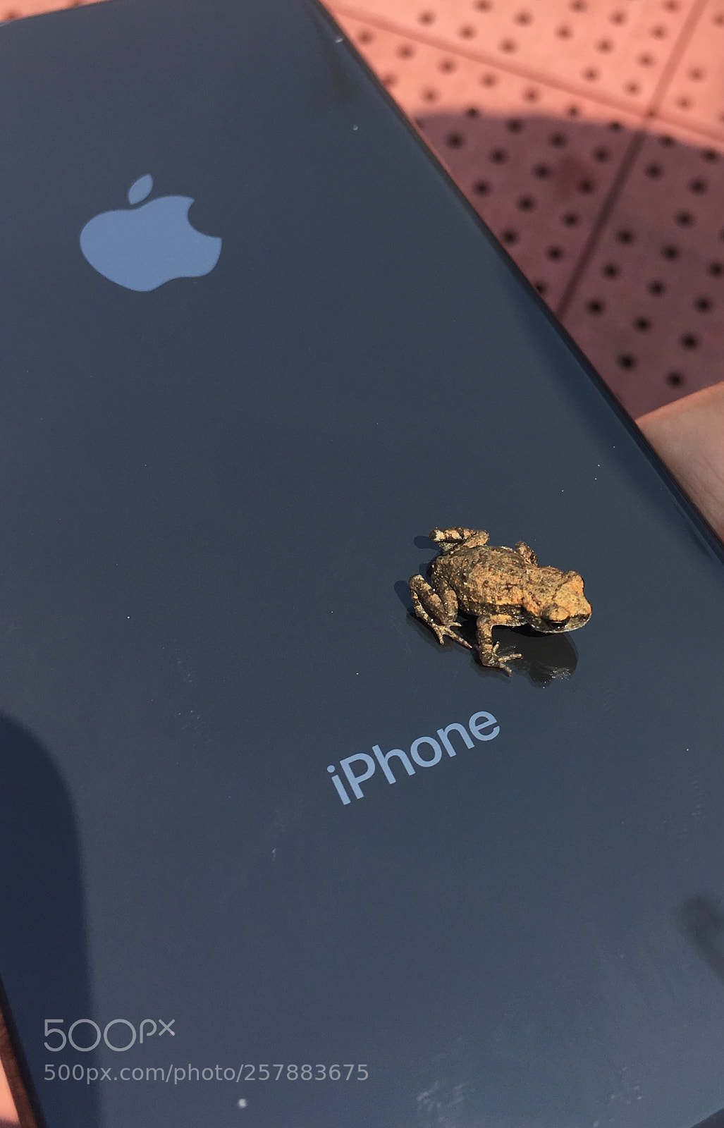 Apple iPhone 6s sample photo. Untitled photography