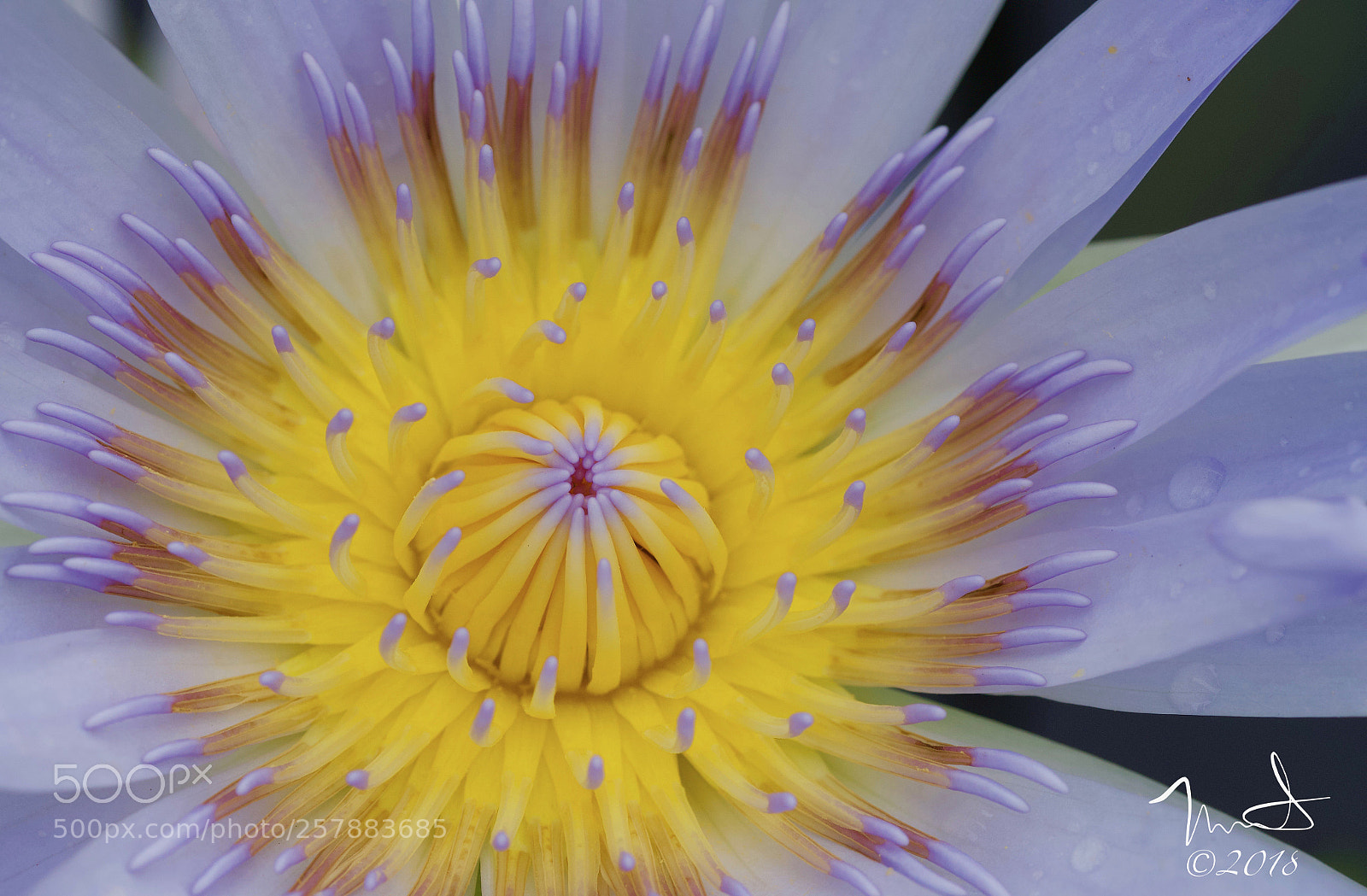 Nikon D750 sample photo. Water lily detail photography