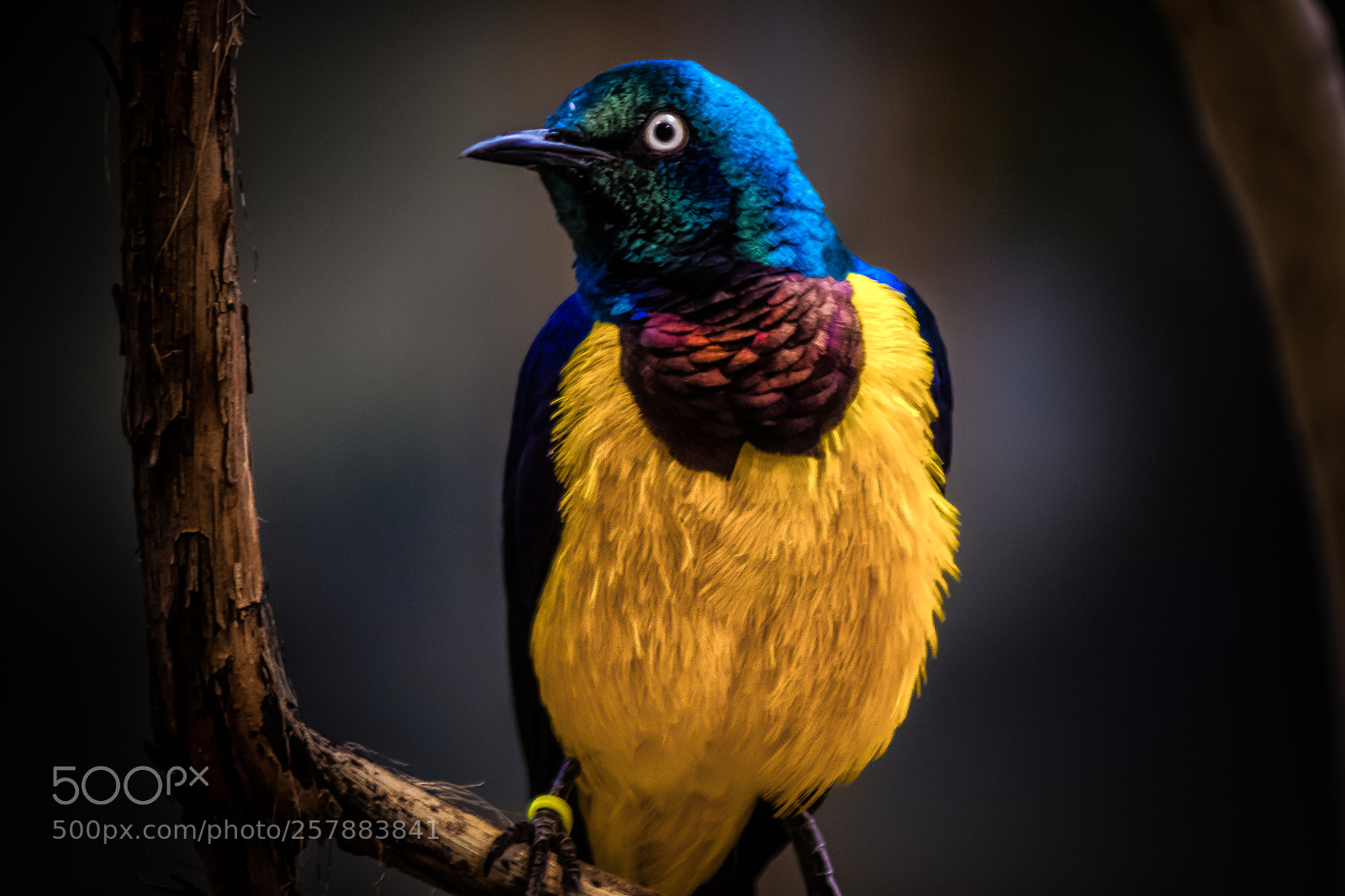 Canon EOS 600D (Rebel EOS T3i / EOS Kiss X5) sample photo. Golden-breasted starling photography