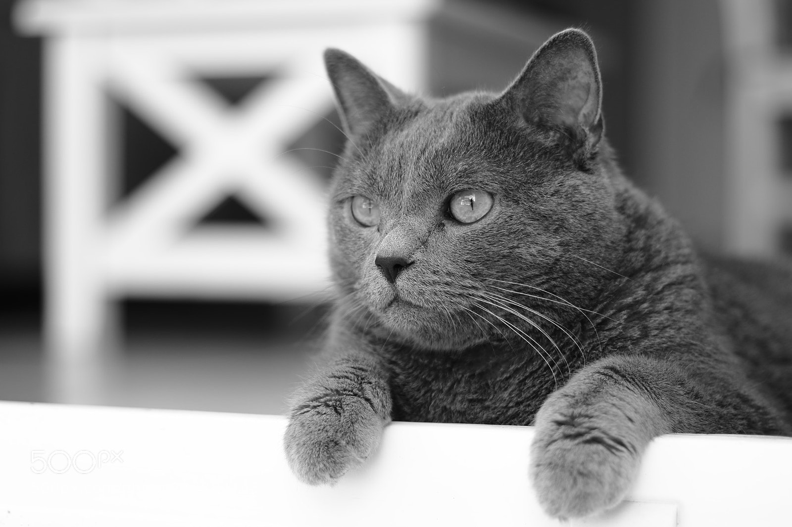 Canon EOS 80D + Canon EF 50mm F1.8 STM sample photo. Helios noir blanc photography