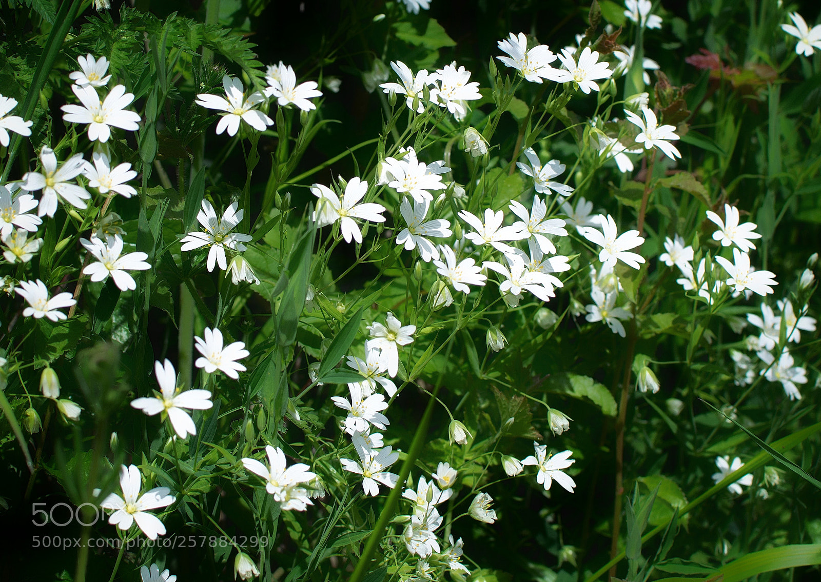 Nikon D3300 sample photo. Greater stitchwort in the photography