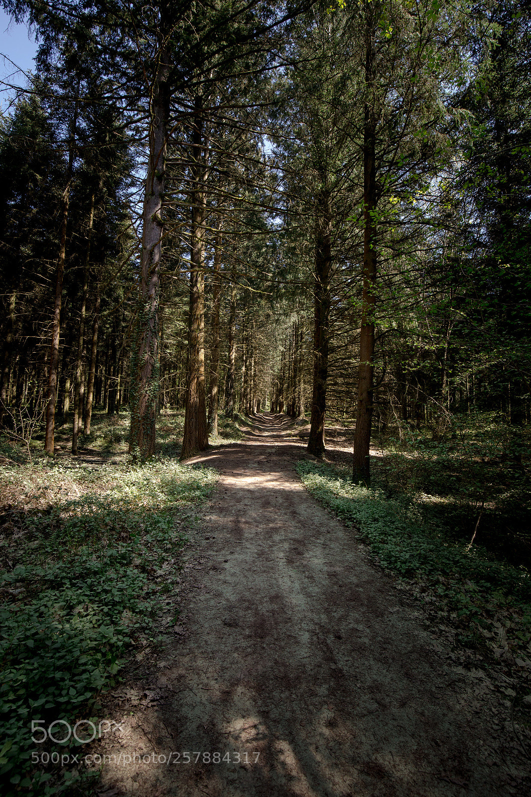 Canon EOS 6D sample photo. Path in the woods photography