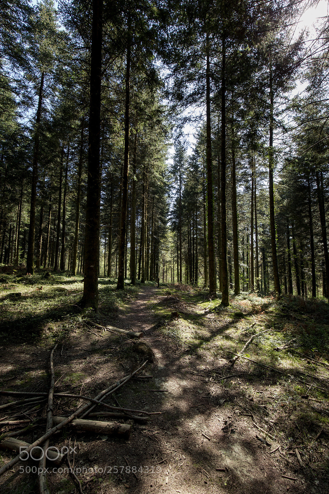 Canon EOS 6D sample photo. Parallelic trees photography