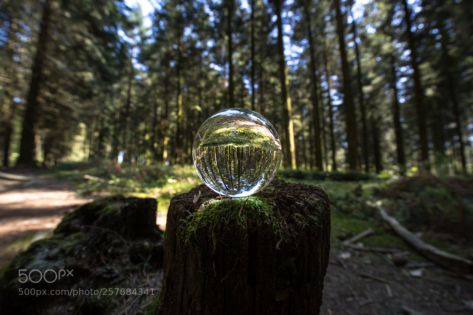 Canon EOS 6D sample photo. Woods magic photography