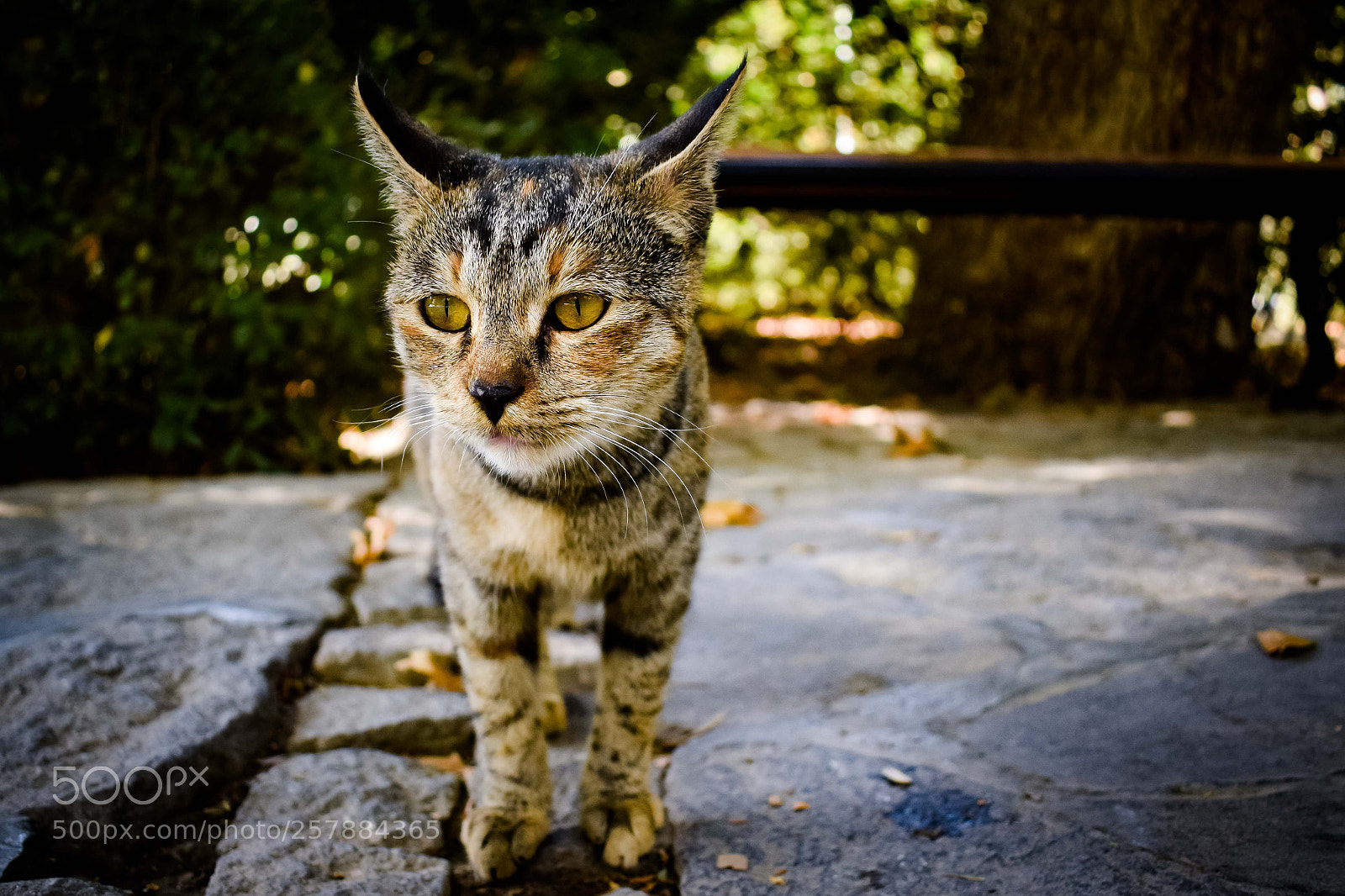 Nikon D3300 sample photo. Sad... photography