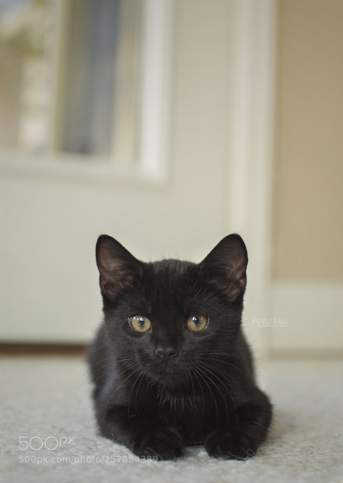 Nikon D3200 sample photo. Small kitten, big world. photography