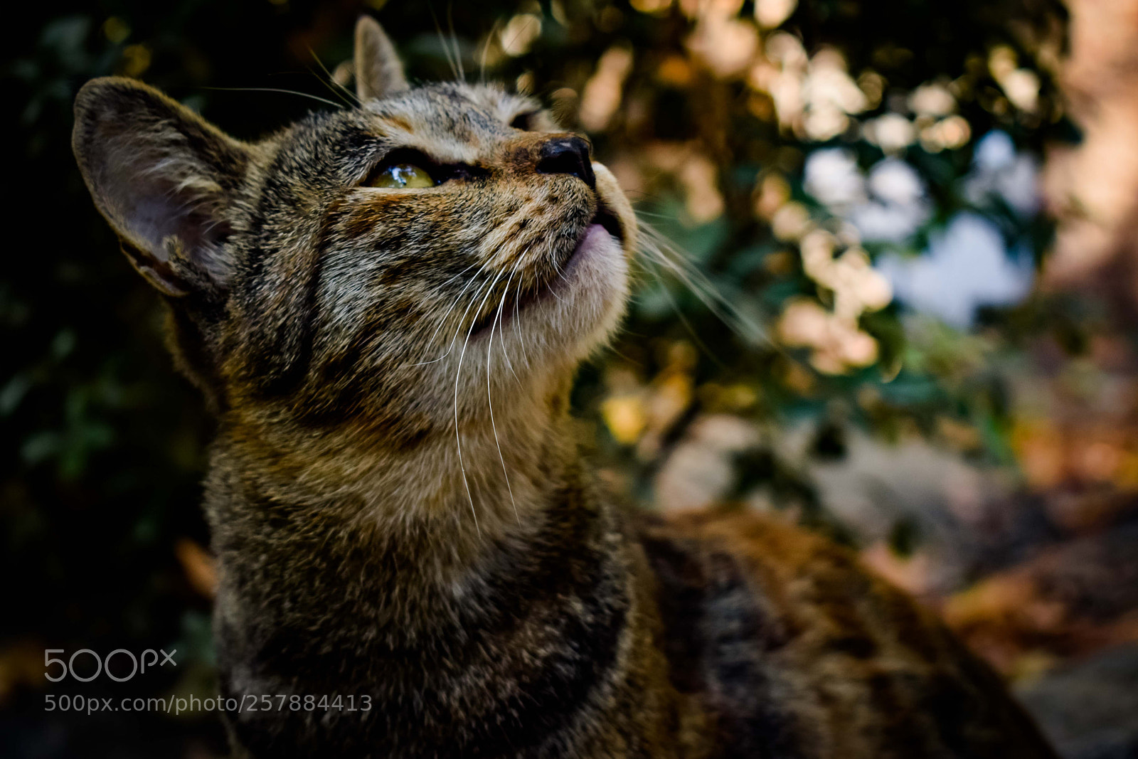 Nikon D3300 sample photo. Hope... photography
