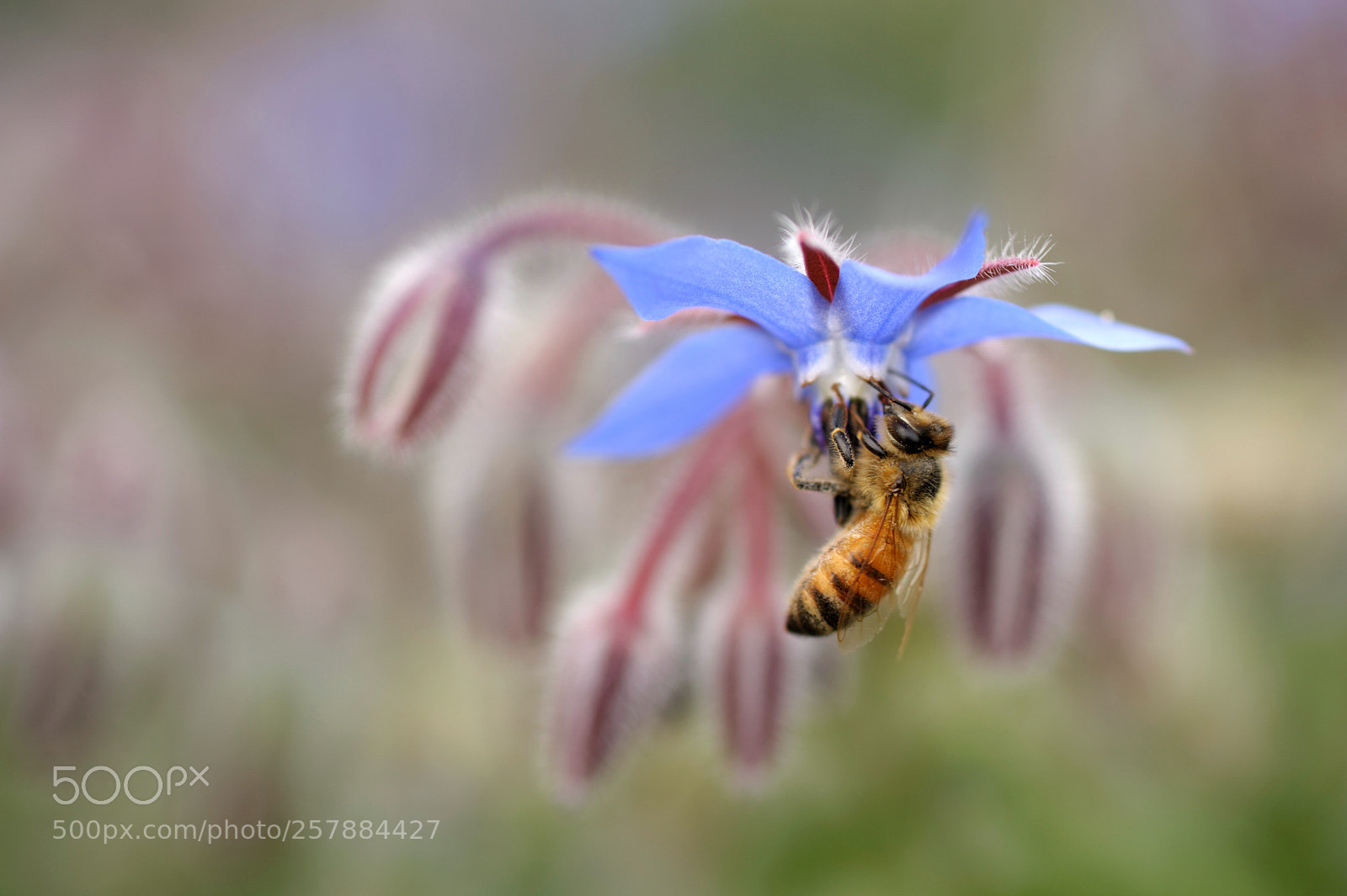 Nikon D3 sample photo. Bee on borage photography