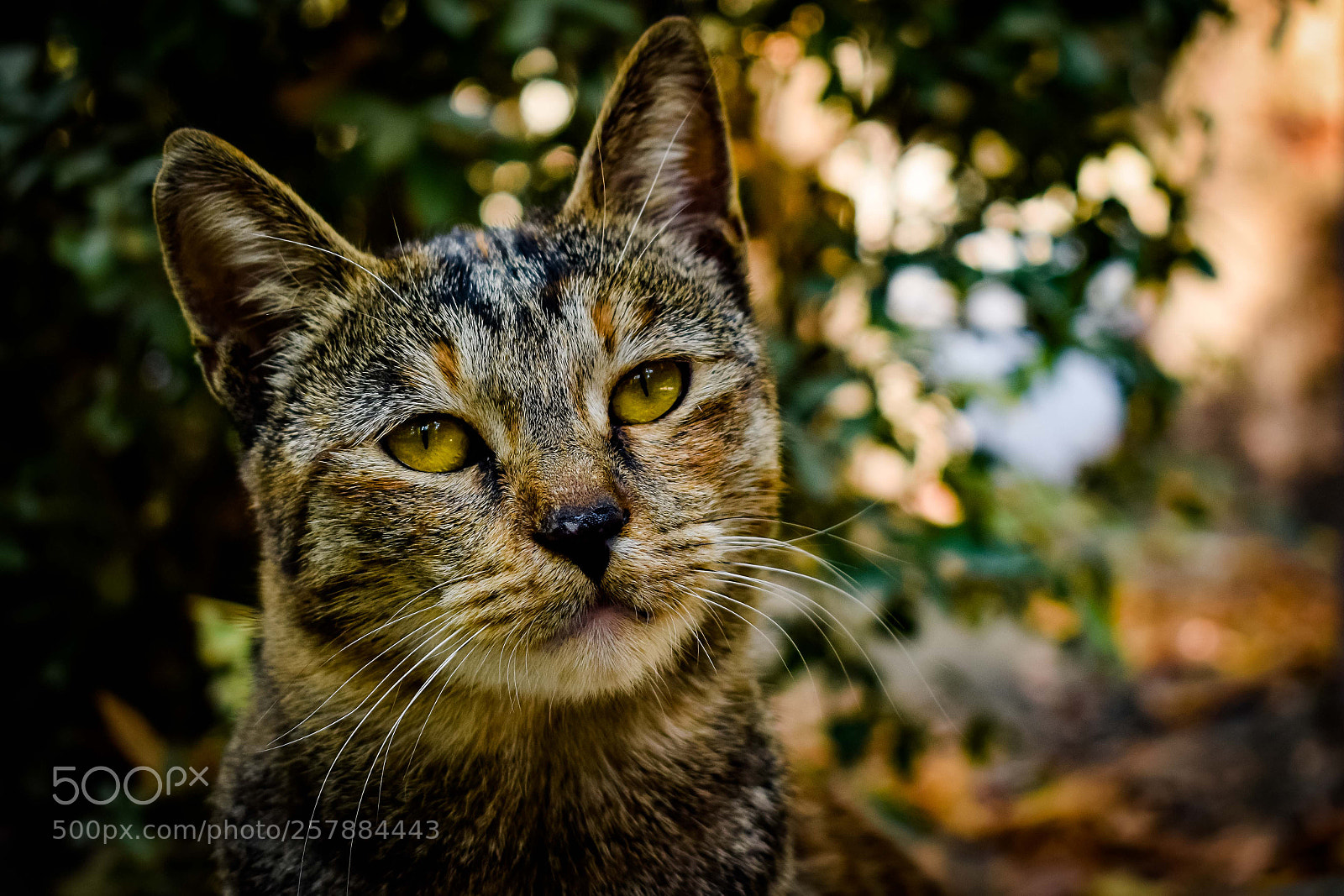 Nikon D3300 sample photo. Feeling homesick... photography