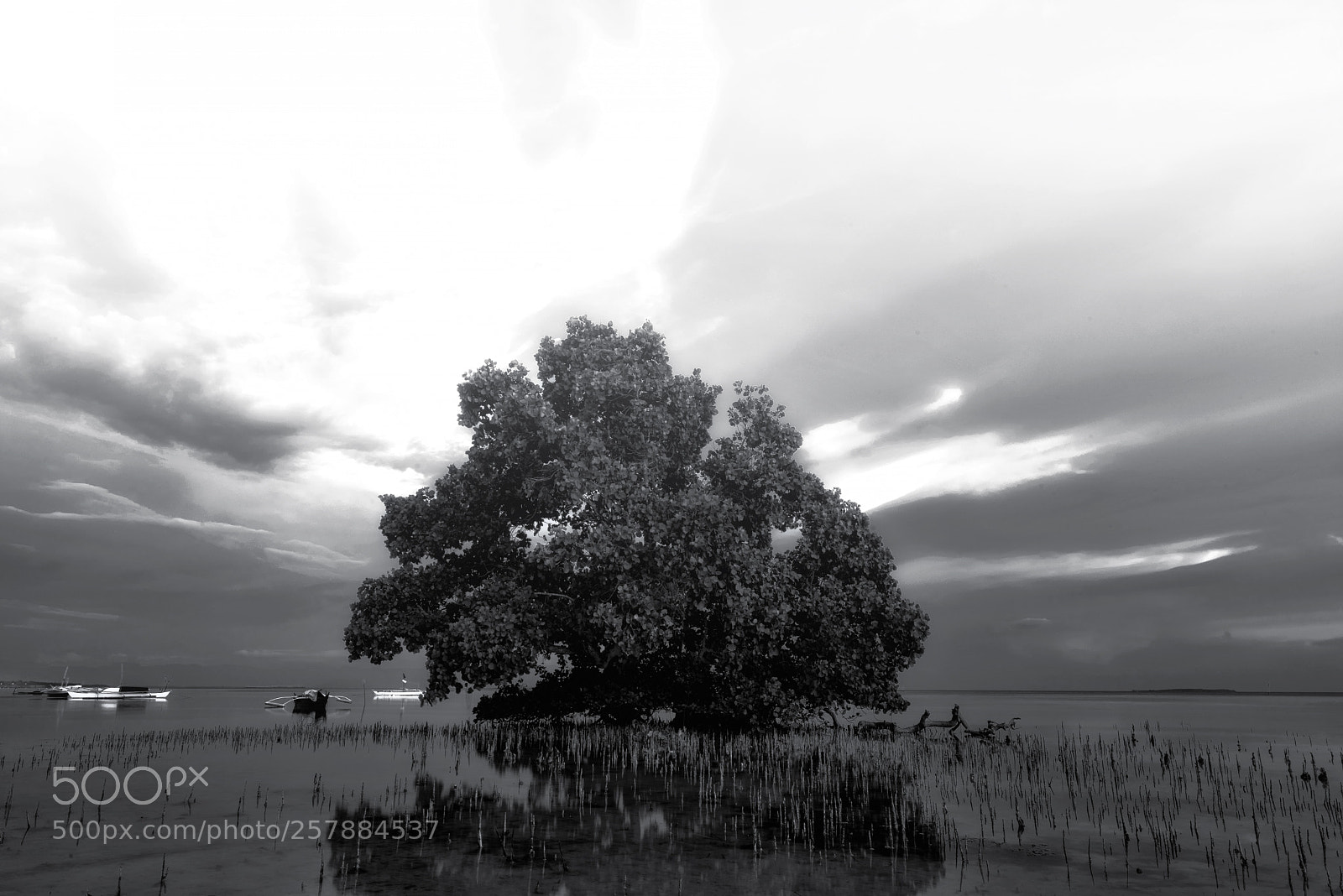 Nikon D750 sample photo. Tree of life photography