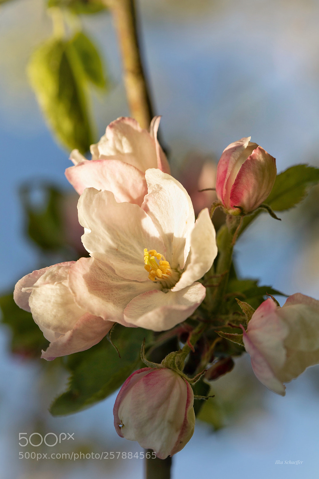 Canon EOS 5D Mark IV sample photo. Apfelblüte photography