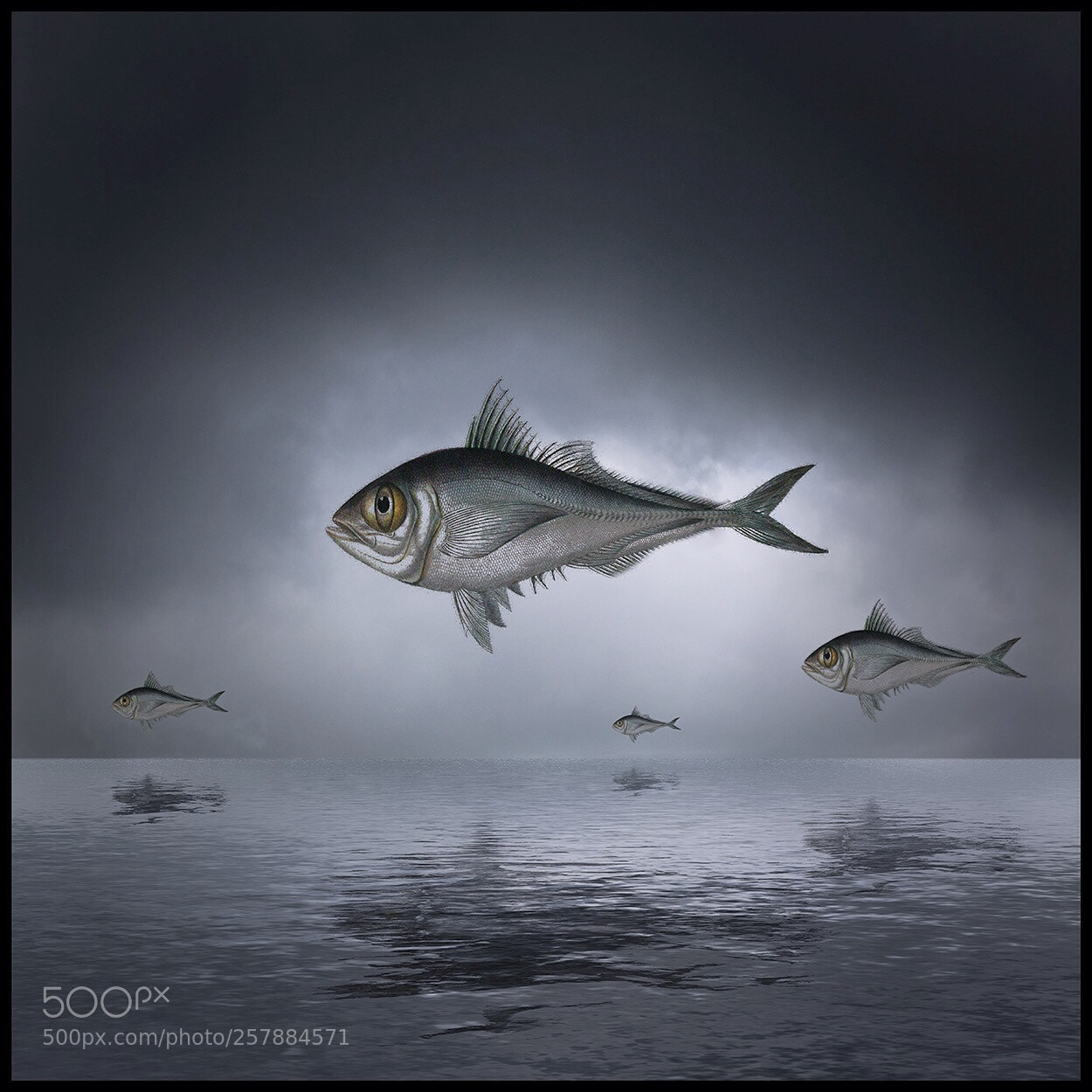 Canon EOS 6D sample photo. Flying fishes photography