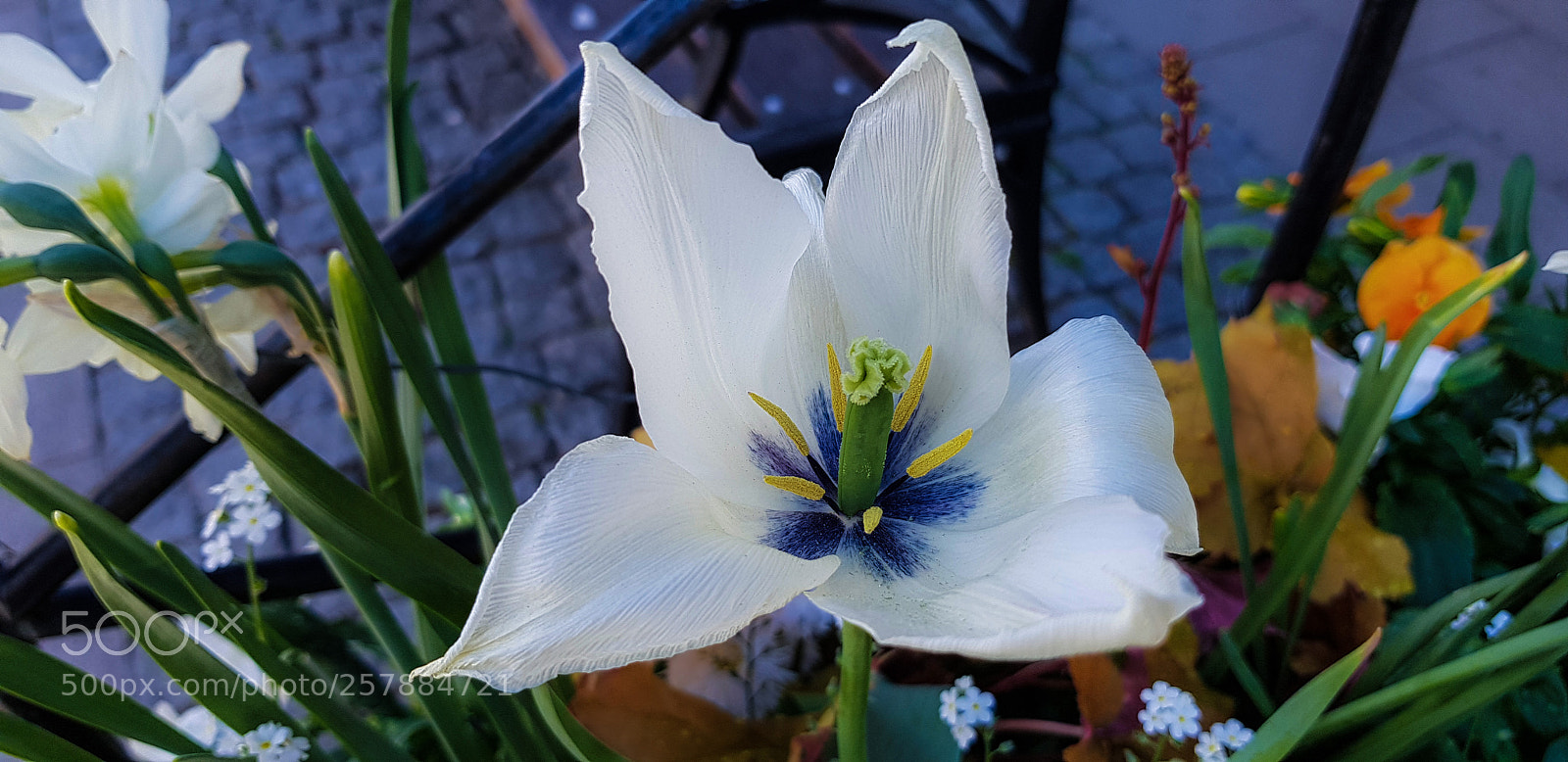 Samsung Galaxy S8 sample photo. A white tulip with photography