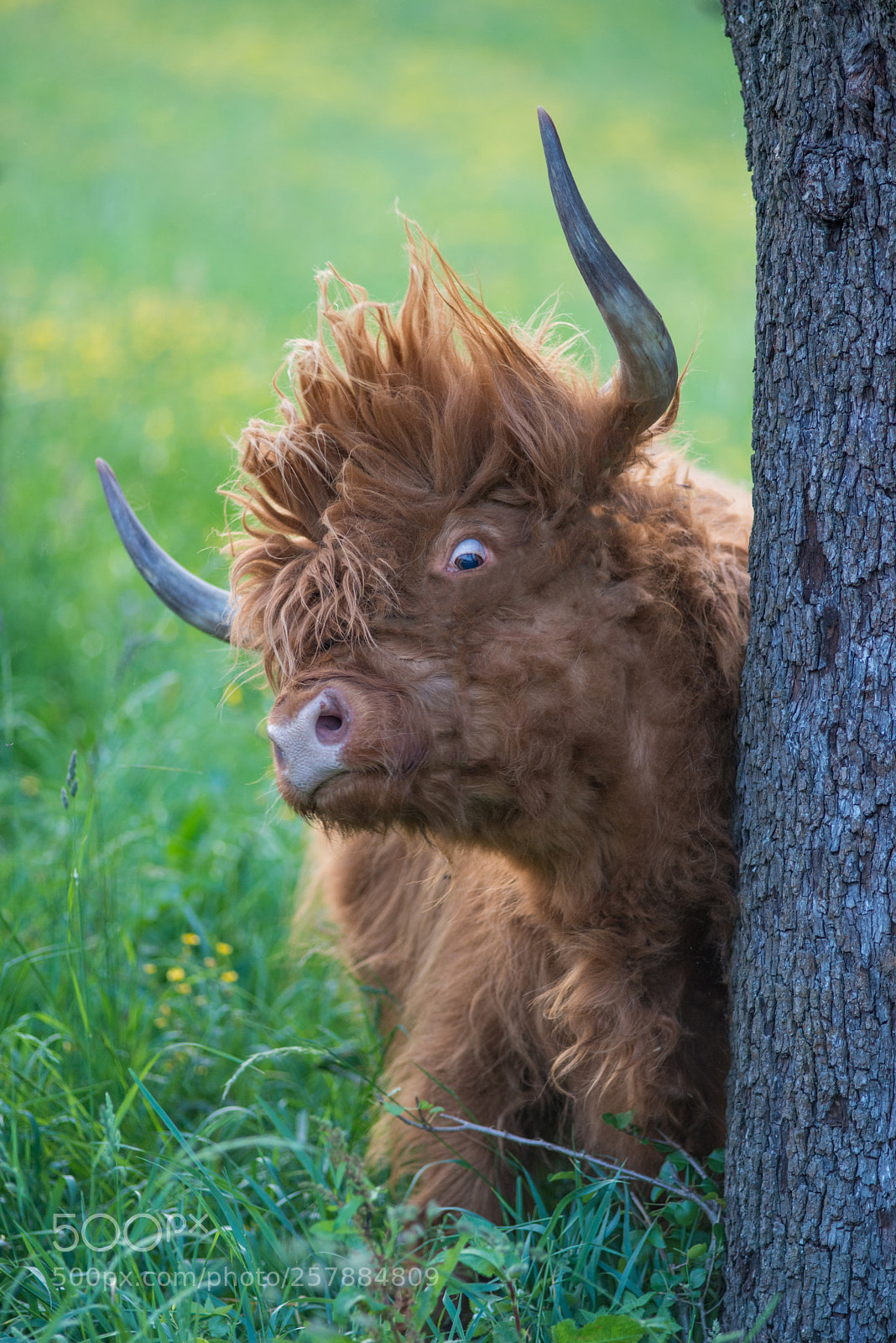 Nikon D800 sample photo. Crazy scottish highland cattle photography