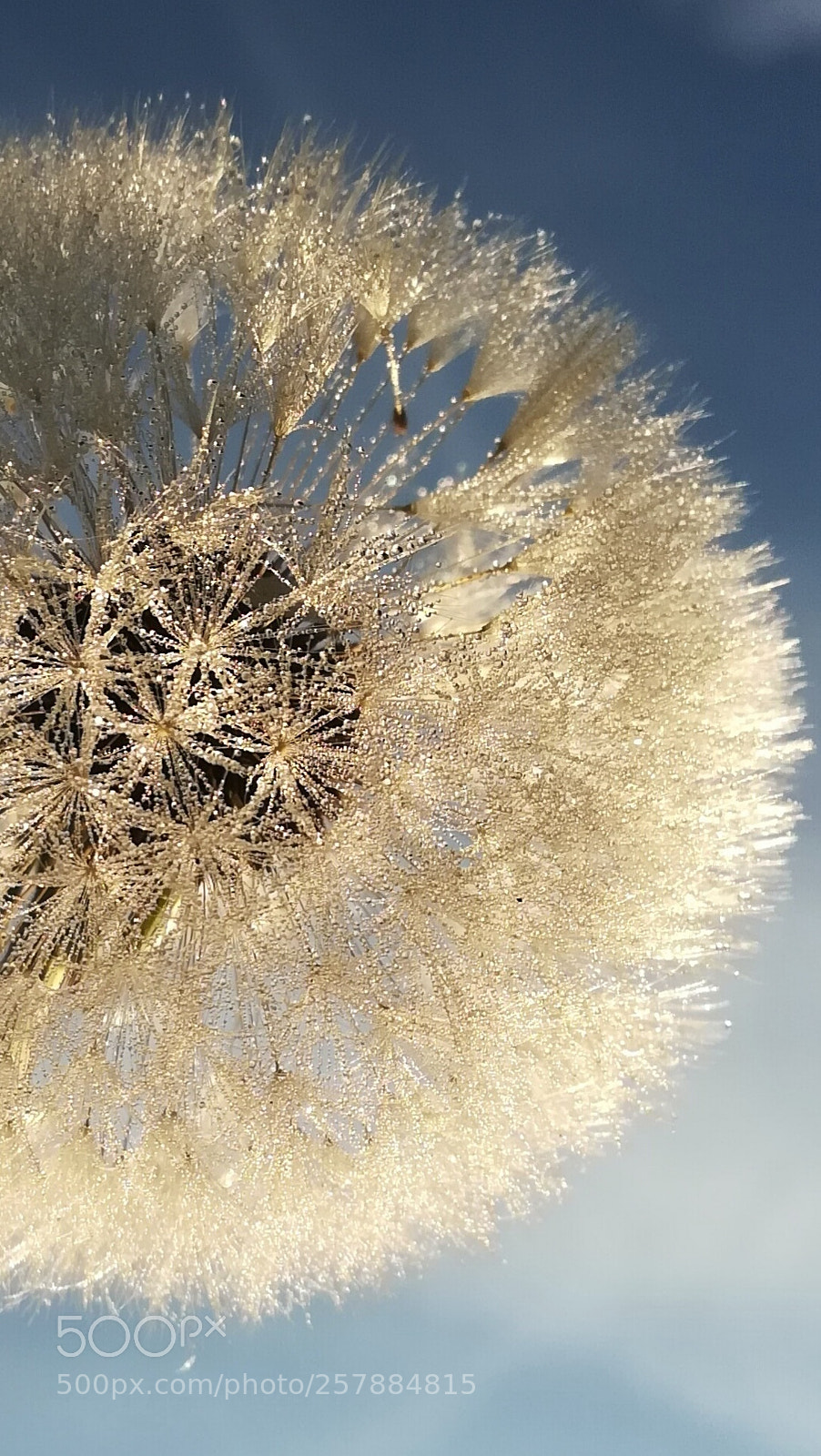 HUAWEI P10 lite sample photo. Dandelion photography