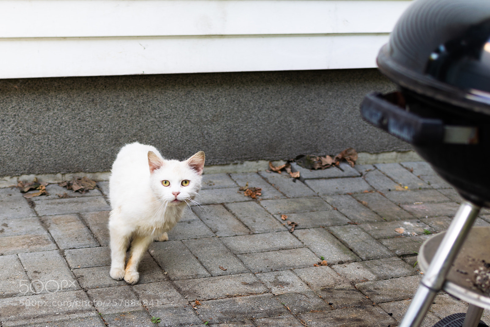 Nikon D5300 sample photo. Catz  photography