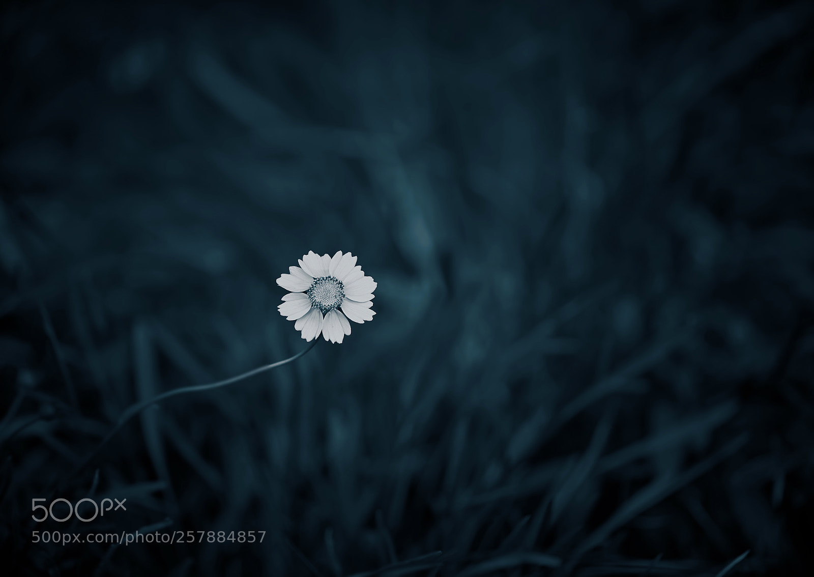 Sony a7R II sample photo. Untitled photography