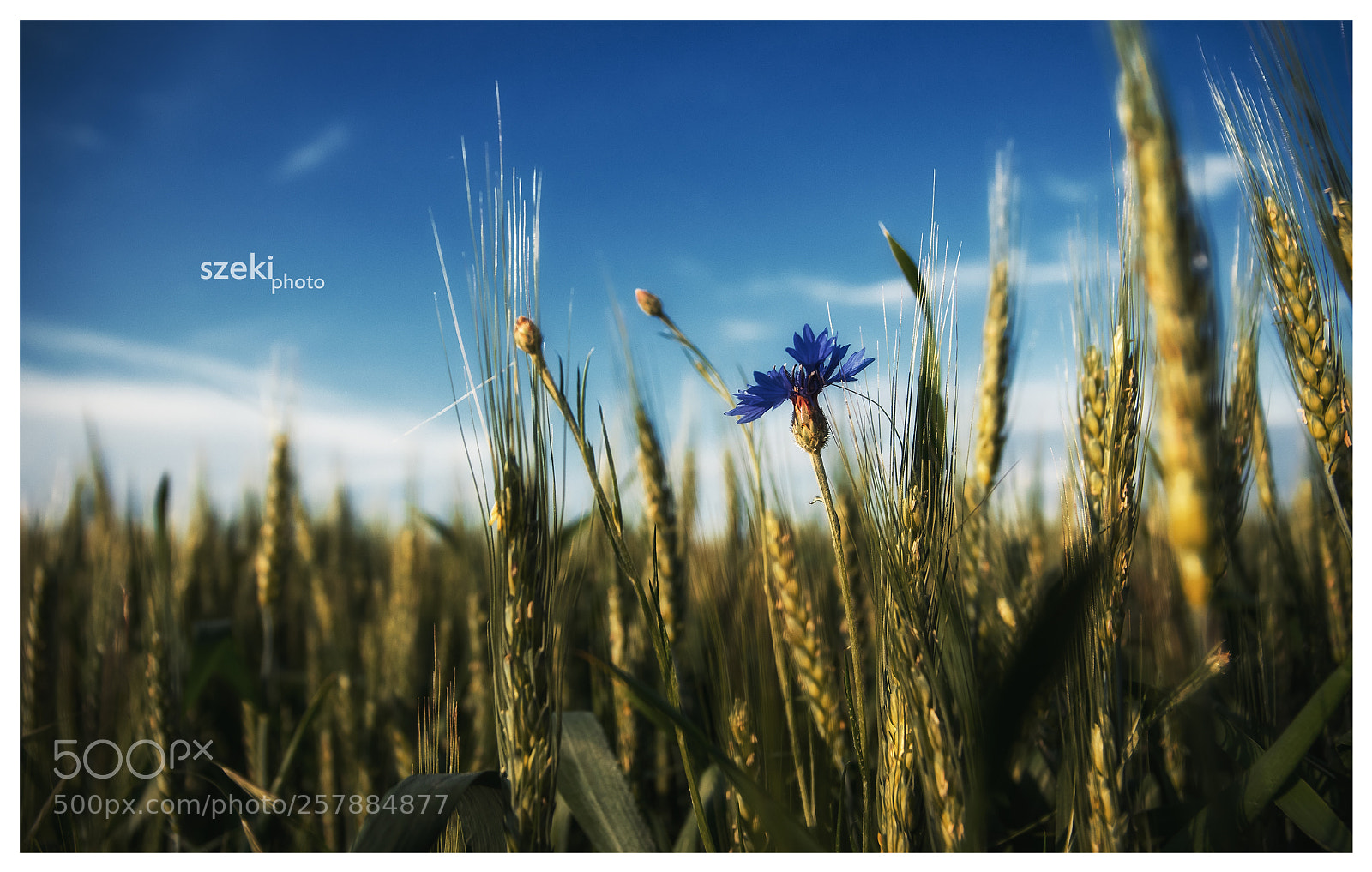 Pentax K-3 II sample photo. To the sky photography