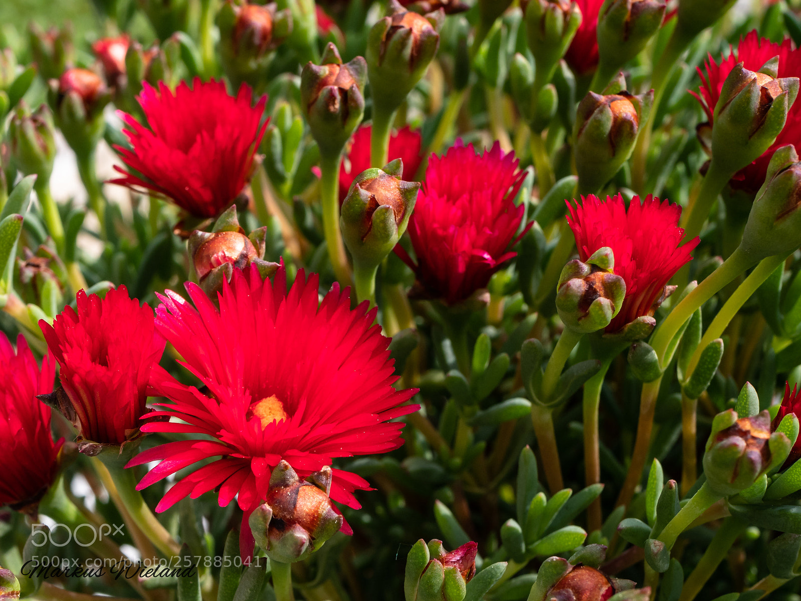 Panasonic Lumix DC-G9 sample photo. Red flowers photography