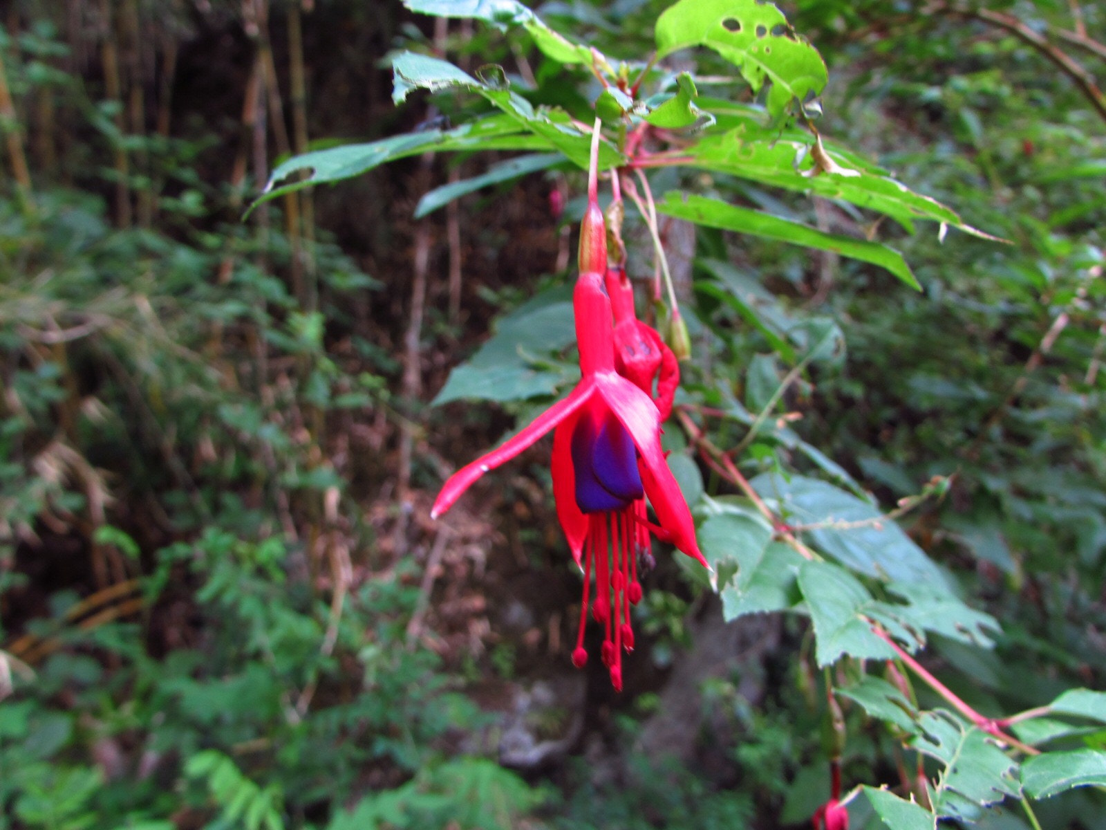 Canon PowerShot SX510 HS sample photo. Chilco photography