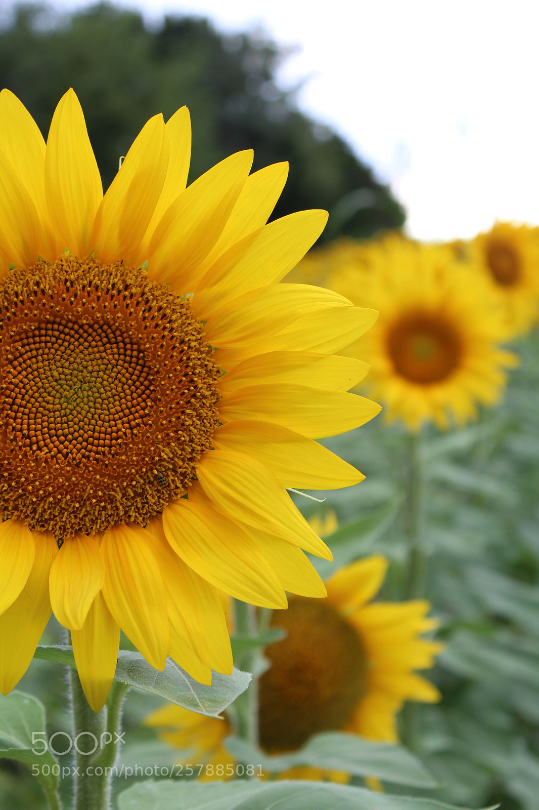 Canon EOS 1300D (EOS Rebel T6 / EOS Kiss X80) sample photo. Kansas sunflower photography