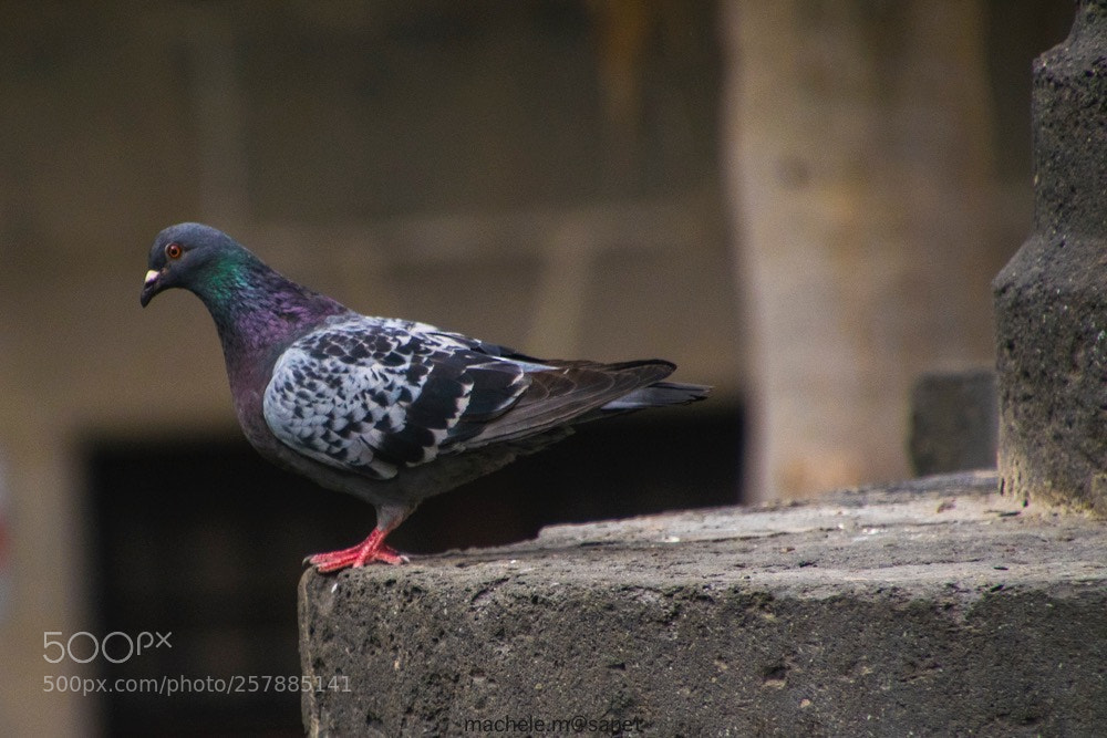 Nikon D5300 sample photo. Messenger pite on photography