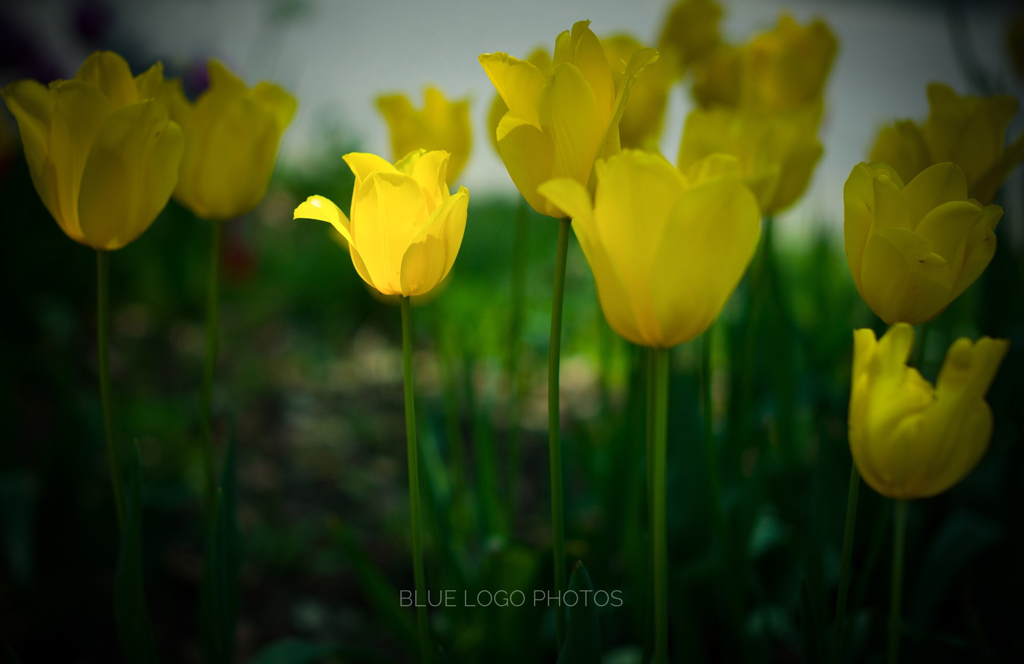 Leica M9 sample photo