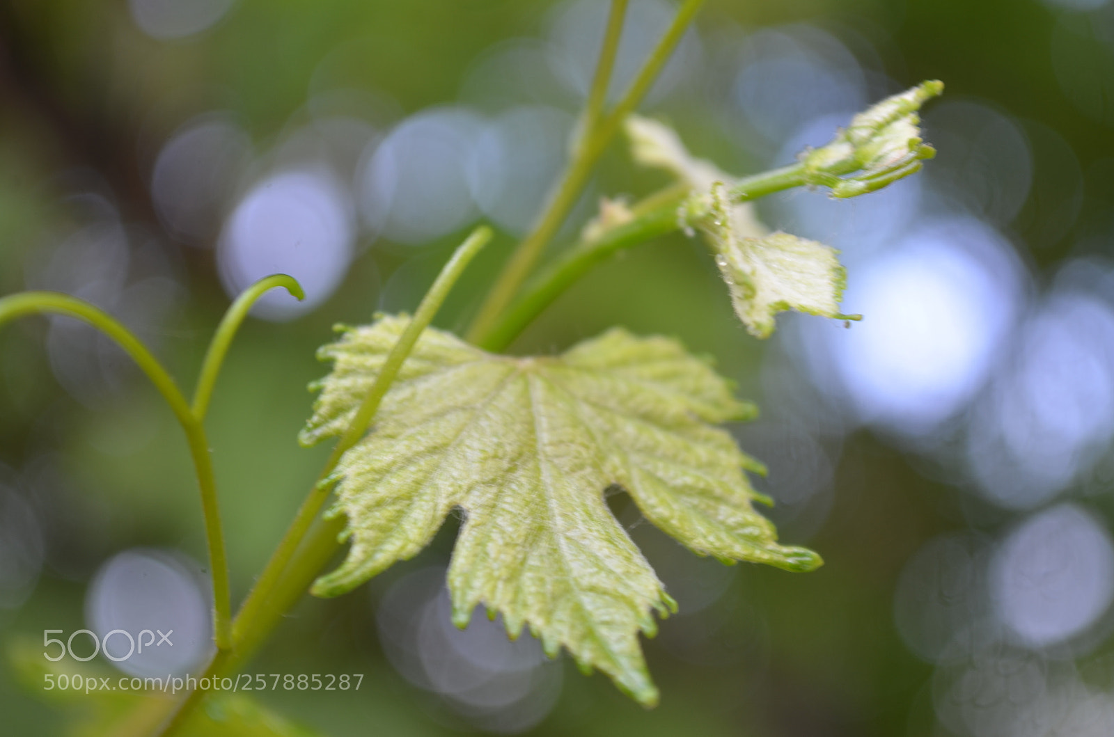 Nikon D5100 sample photo. Emerge and see photography