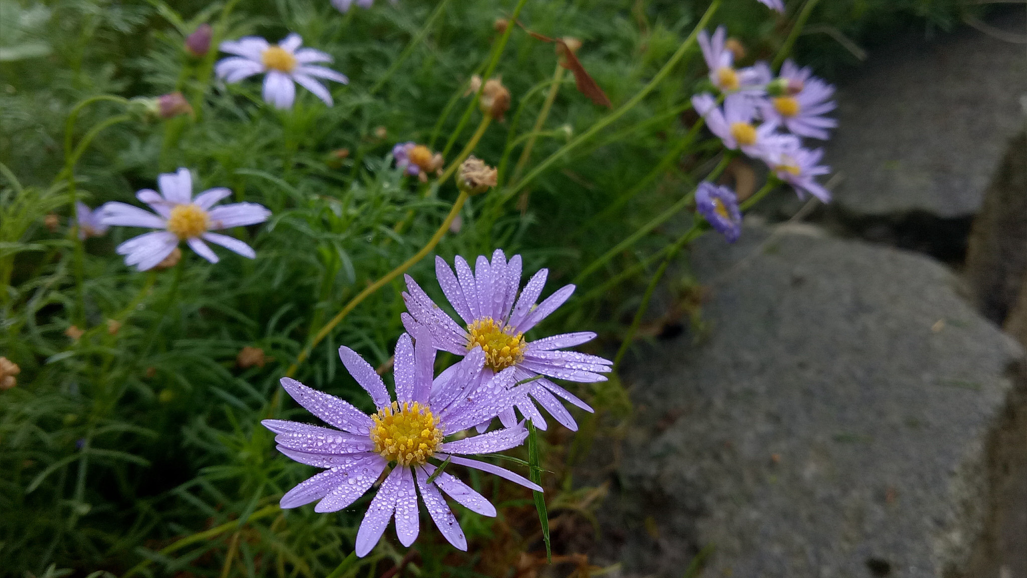 OPPO A1601 sample photo. Yellows and purples photography
