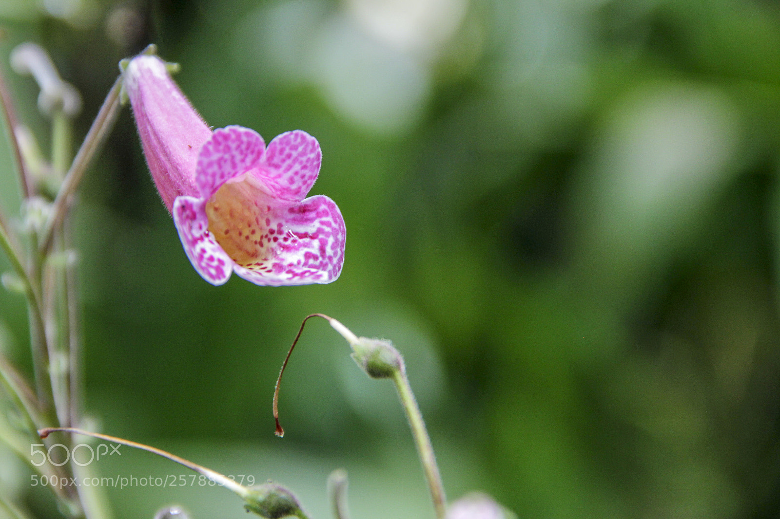 Canon EOS 600D (Rebel EOS T3i / EOS Kiss X5) sample photo. Trumpet photography