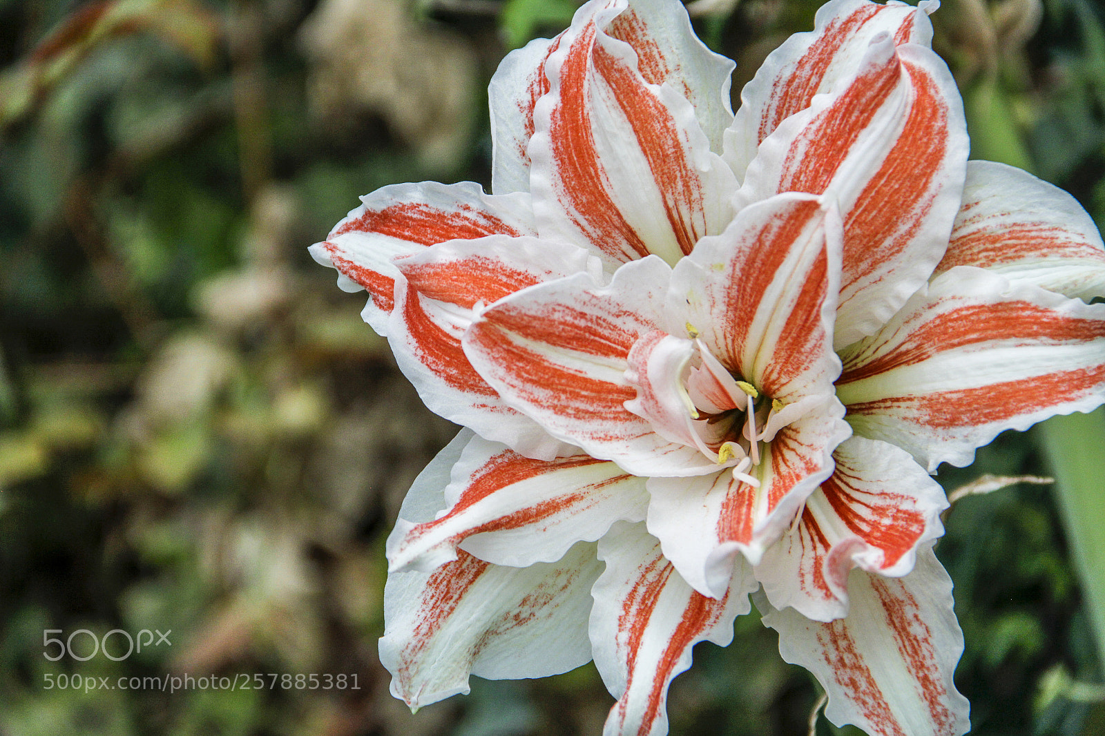 Canon EOS 600D (Rebel EOS T3i / EOS Kiss X5) sample photo. Flower photography
