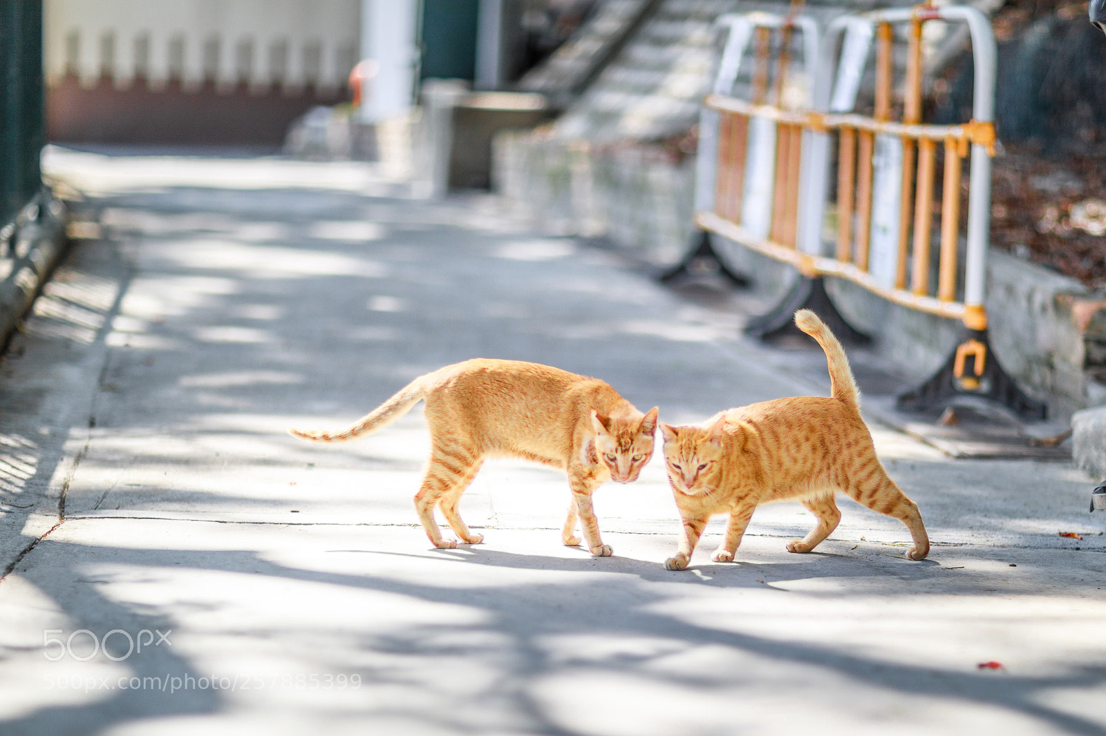 Canon EOS 5D Mark IV sample photo. Friends 貓友 photography