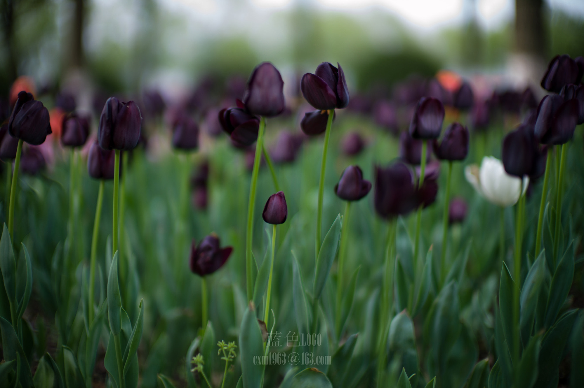 Leica M9 sample photo